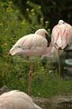 leipzig zoo-01_07_2011_zoo_allgemein_231
